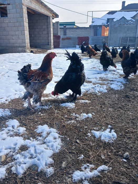 Брамо қораз жане тауқтар