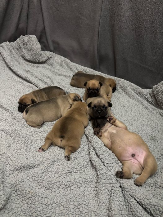 френски булдочета