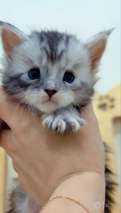 Эксклюзивные чистопородные голубоглазые котята Мейн-кун
