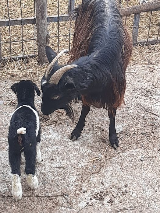 Vand 2 capre  bune de lapte și iezi, blânde și frumoase