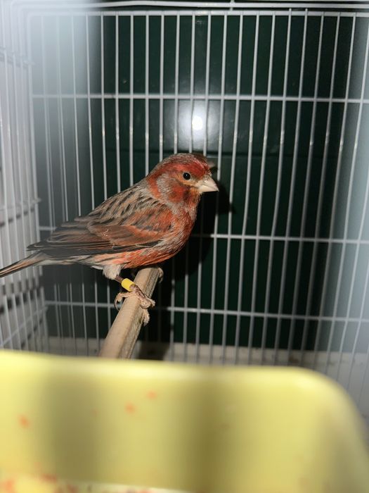 Канарейки черны агат