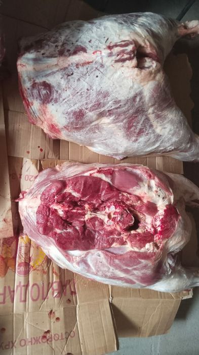 Молодняк молодняк