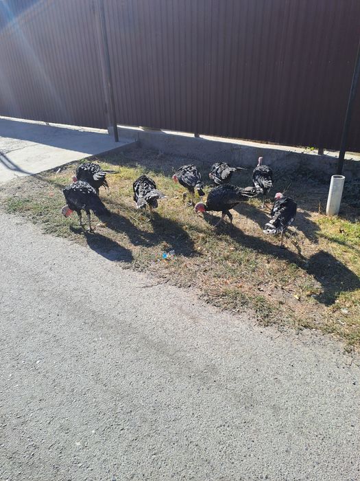 Индюки молодые 7 месяцев