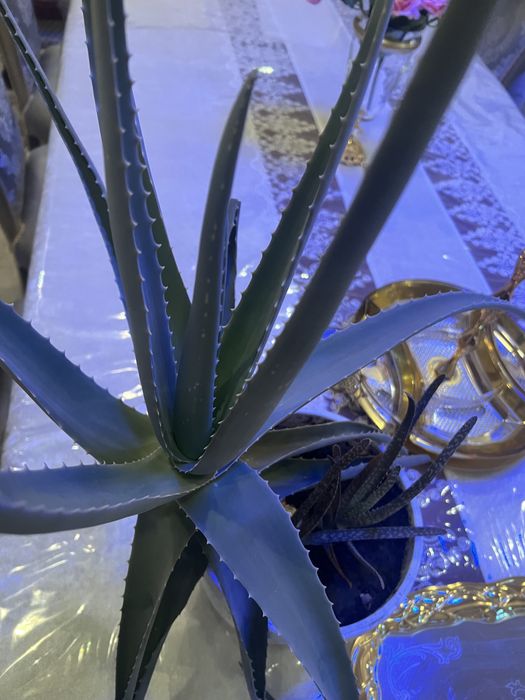 Алоэ вера , есть очень крупные 5 летние