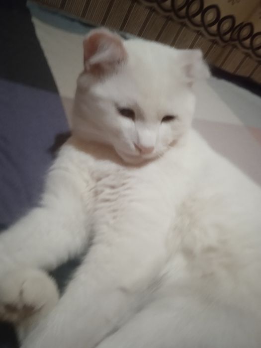 Ищем дом для котика