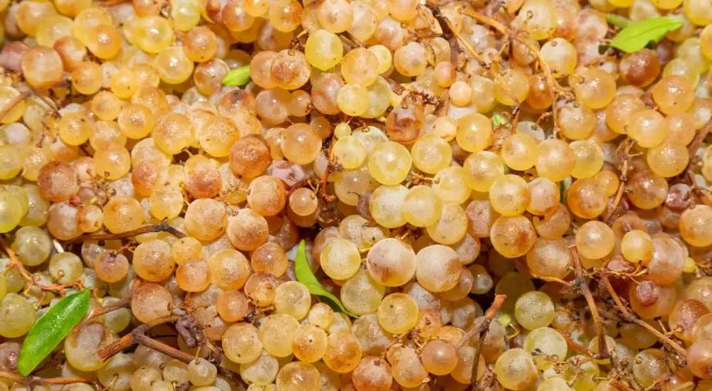 Struguri de masa si vin 2025 Calitate Excelenta