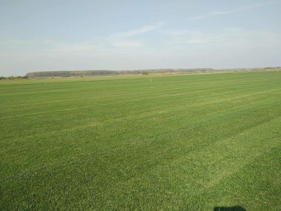 Gazon rulou sau insamamtare