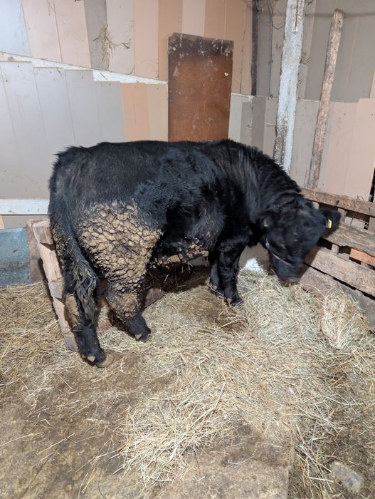 Vând tăuraș Angus