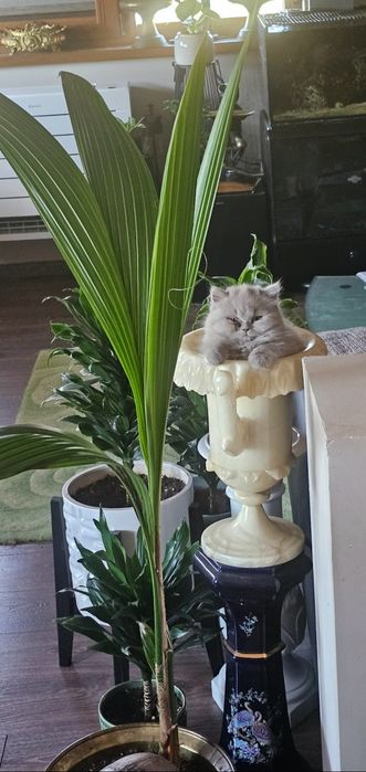 Британско лилаво коте