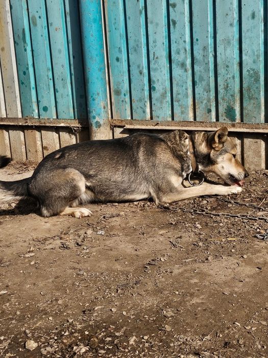 В добрые руки  Собака крысолов бесплатно