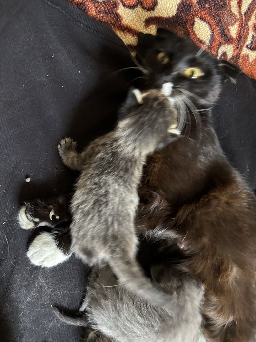 Бесплатные котята в добрые руки