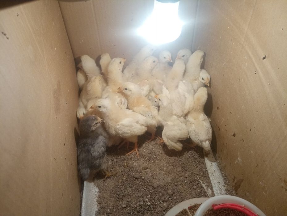 Адлер балап сатылады