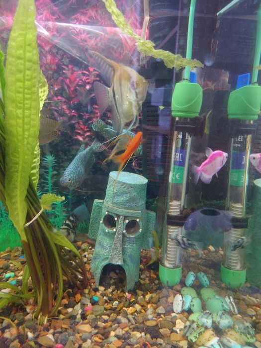 Продам скалярий, сапфировых попугаев