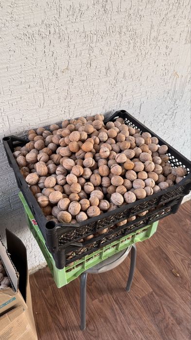 Продам орехи свежие