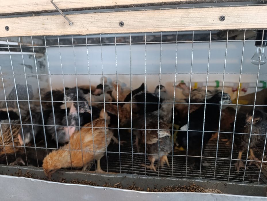 Цыплята домашние