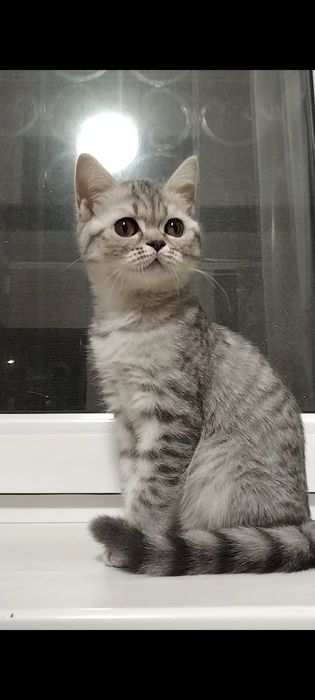 Девочка. Скоттиш страйт.