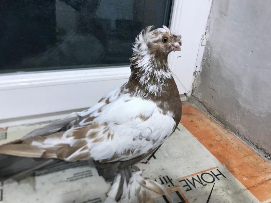 Голуби лётные продам