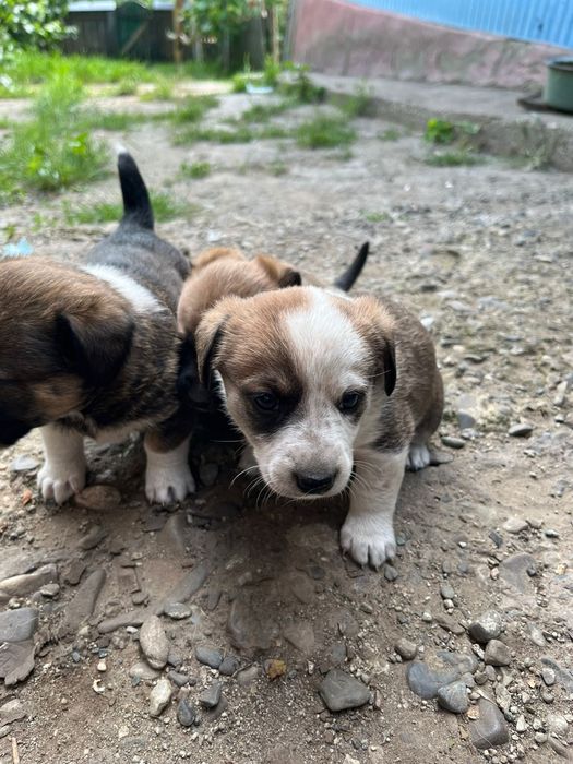 Donez căței de talie mica frumosi si jucăuși