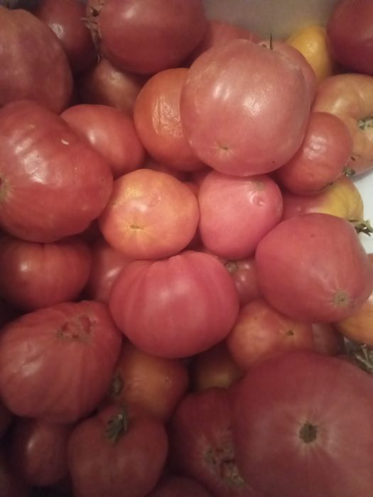 Продам  дачные помидоры