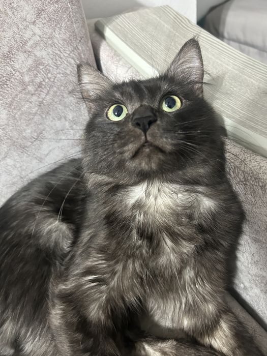 Отдам кота.1,2годика