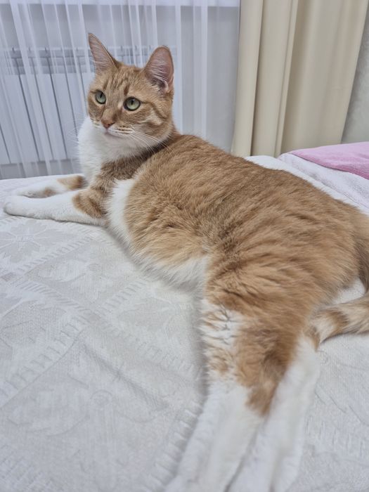 Отдам кошку в хорошие руки