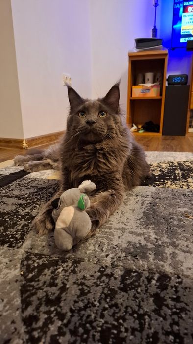 Vand motan Maine Coon