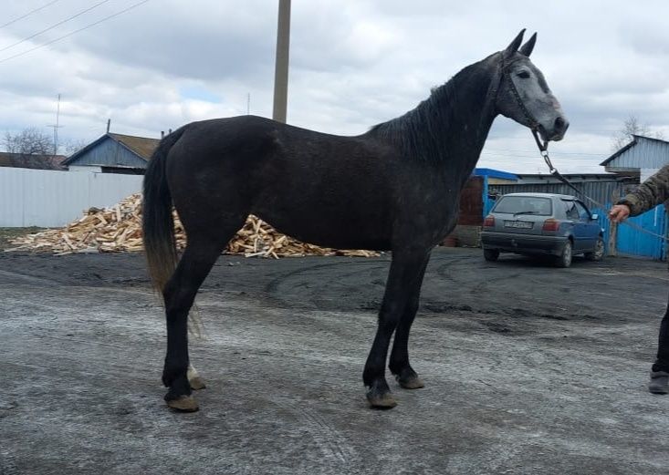 Продам кобылу орловской породы