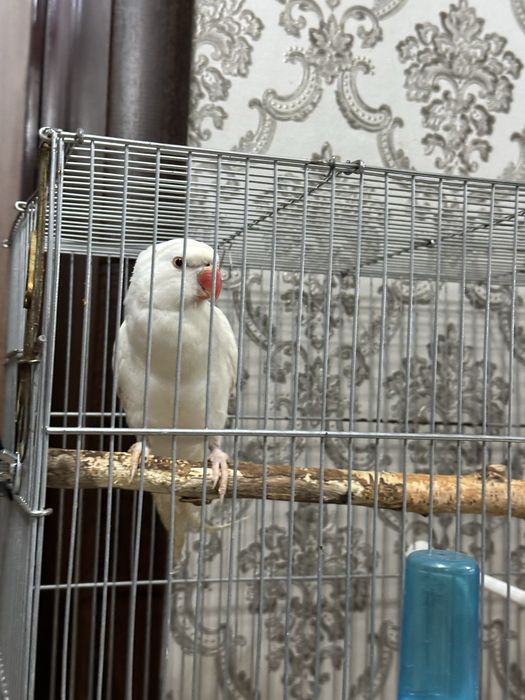 Ожиреловый попугай