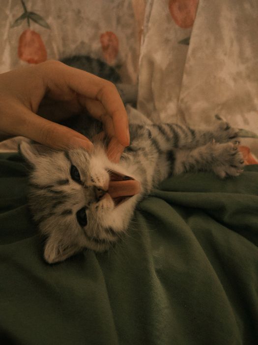 Продаются котята!