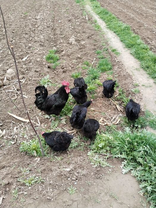 Qora shahzoda tuhumi