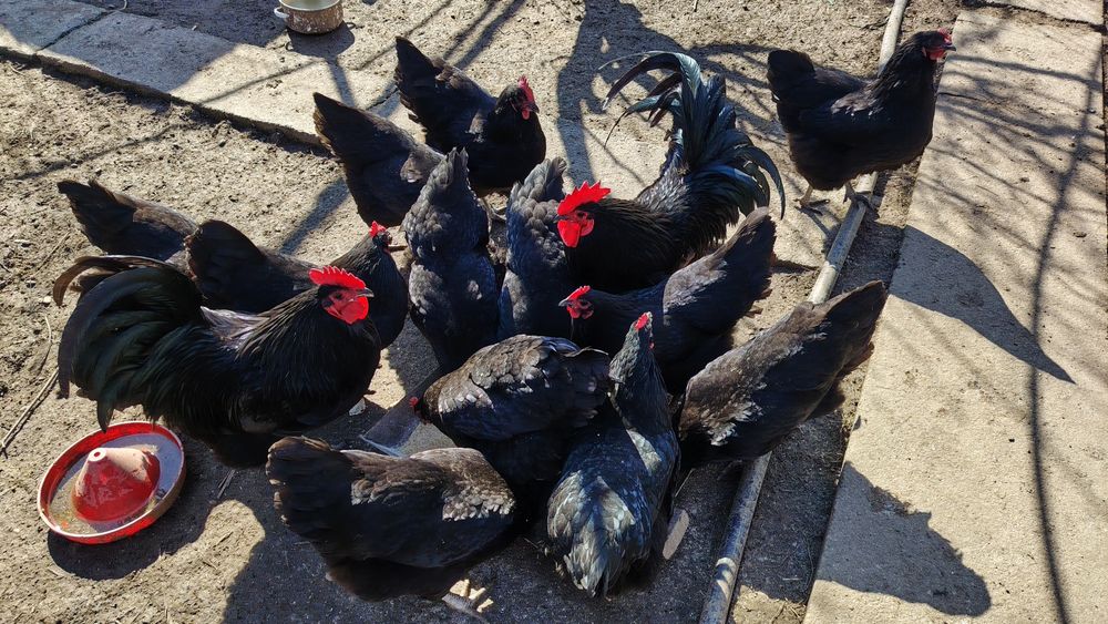 Vand găini și cocoși rasa Australorp