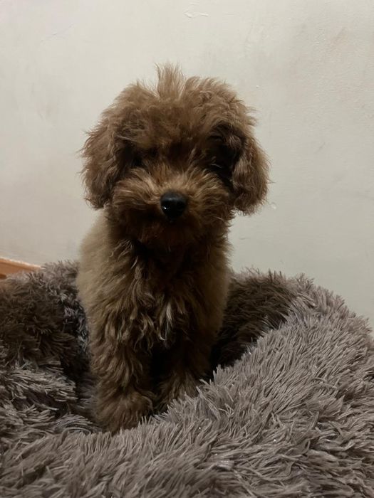 Парода Мальтипу 5 месяцев