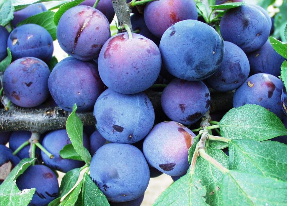 Prune Stanley și Anna Spath 1,5 lei/Kg.  Negociabil pentru cantitati mari. 80 bani culese de tine.