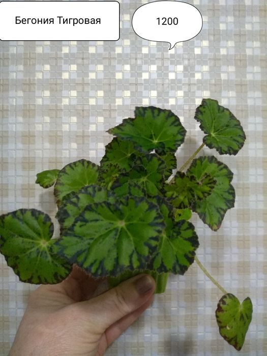 Продам комнатные цветы