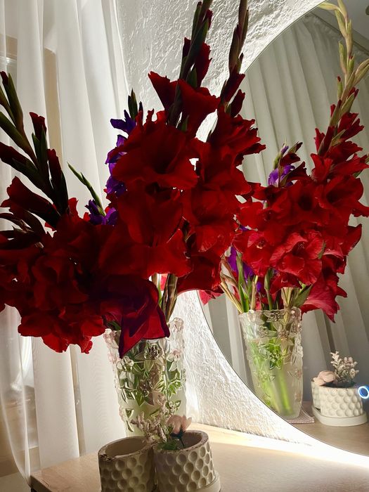 Луковицы гладиолусов «Аскары»