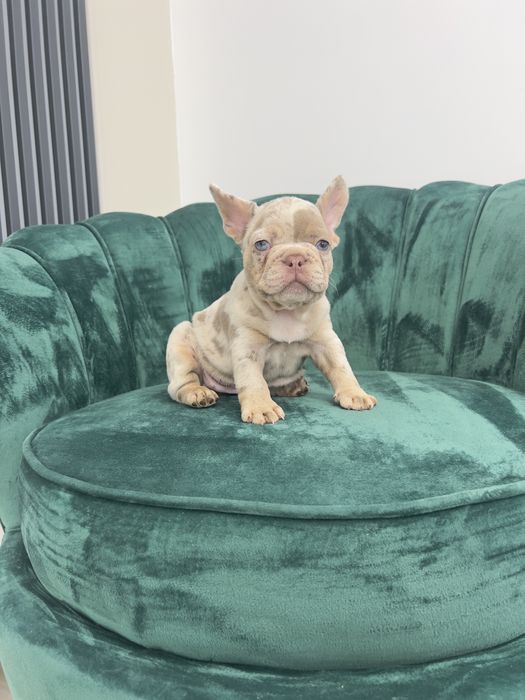 Bulldog Francez Frenchie House Luxury Kennel Isabella Tan Merle