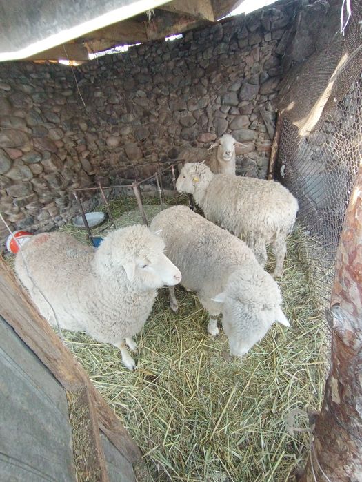 Қой 4 тал семіз.