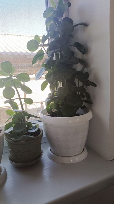 Цветы разные, комнатные.