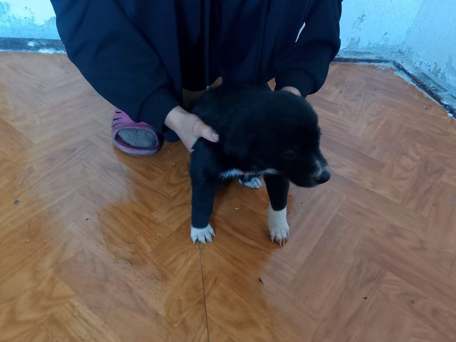 Отдам щенков в добрые руки!