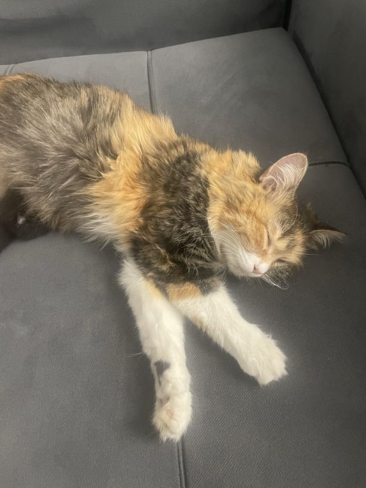 Нашли кошку бывшую домашнюю