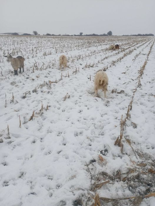 Schimb  sau  vand capre cu oi