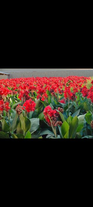 Kan gul shoyi gul kuchatlari