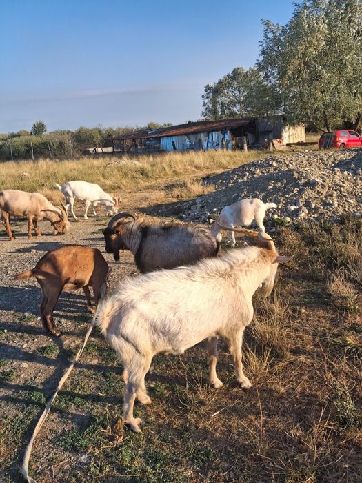 Vand capre și  țapi 11 capete