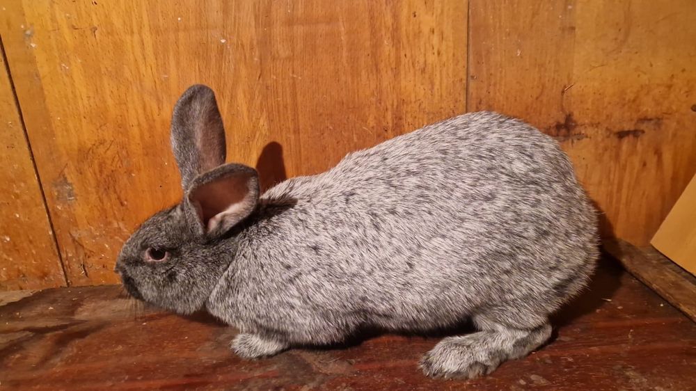 Продам кроликов г.Семей