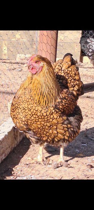 Кокошки  Виандот