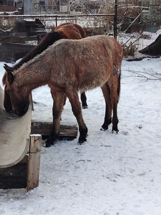 Жабағы сатылады. Еркек
