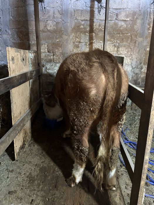 Продам быка 2 года