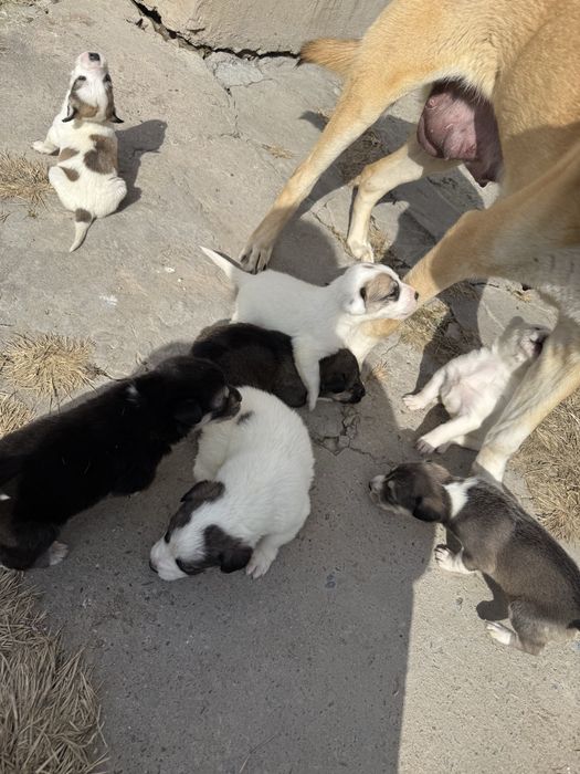 Щенки продаются