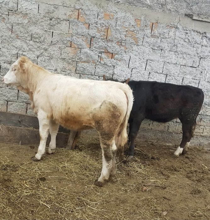 Vând vițea, vârstă 8 luni (cea albă)