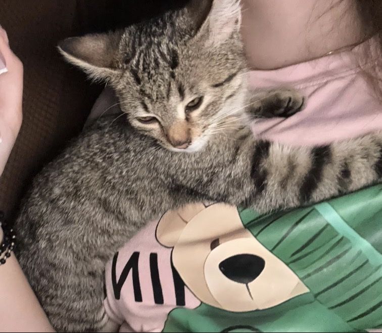 Donez o pisicuta iubitoare